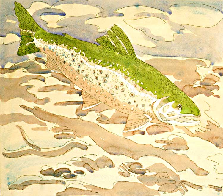 Brown Trout, 1975  -  hand-colored etching on Arches White, 29 1/2 x 36 inches, sheet, edition 37