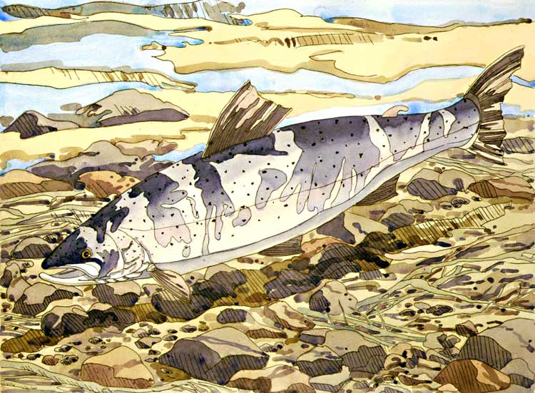 Salmon, 1977 -  hand-colored etching on Arches White, 26 3/4 x 36 inches, sheet, edition 40