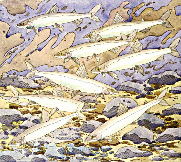 Smelts, 1977  hand-colored etching on Arches White, 22 1/4 x 25 1/8 inches, sheet, edition 40