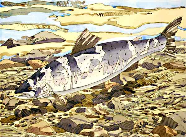 Salmon, 1977 -  hand-colored etching on Arches White, 26 3/4 x 36 inches, sheet, edition 40