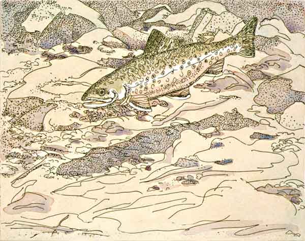 Trout, 1973 -  hand-colored etching on Arches Cover, 11 x 15 inches, sheet, edition 30